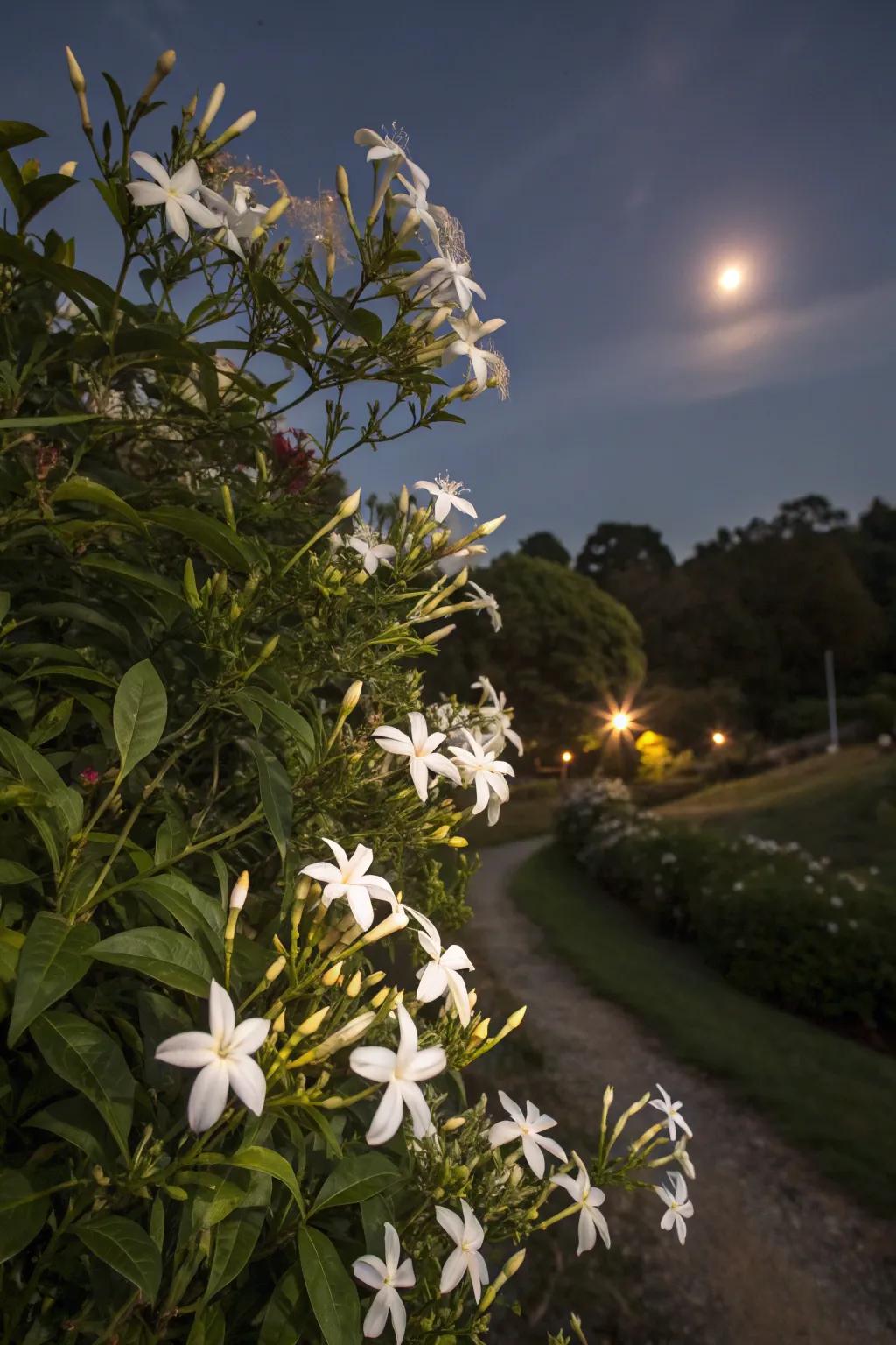 Night-blooming hyacinth infuses fragrance into the evening air.