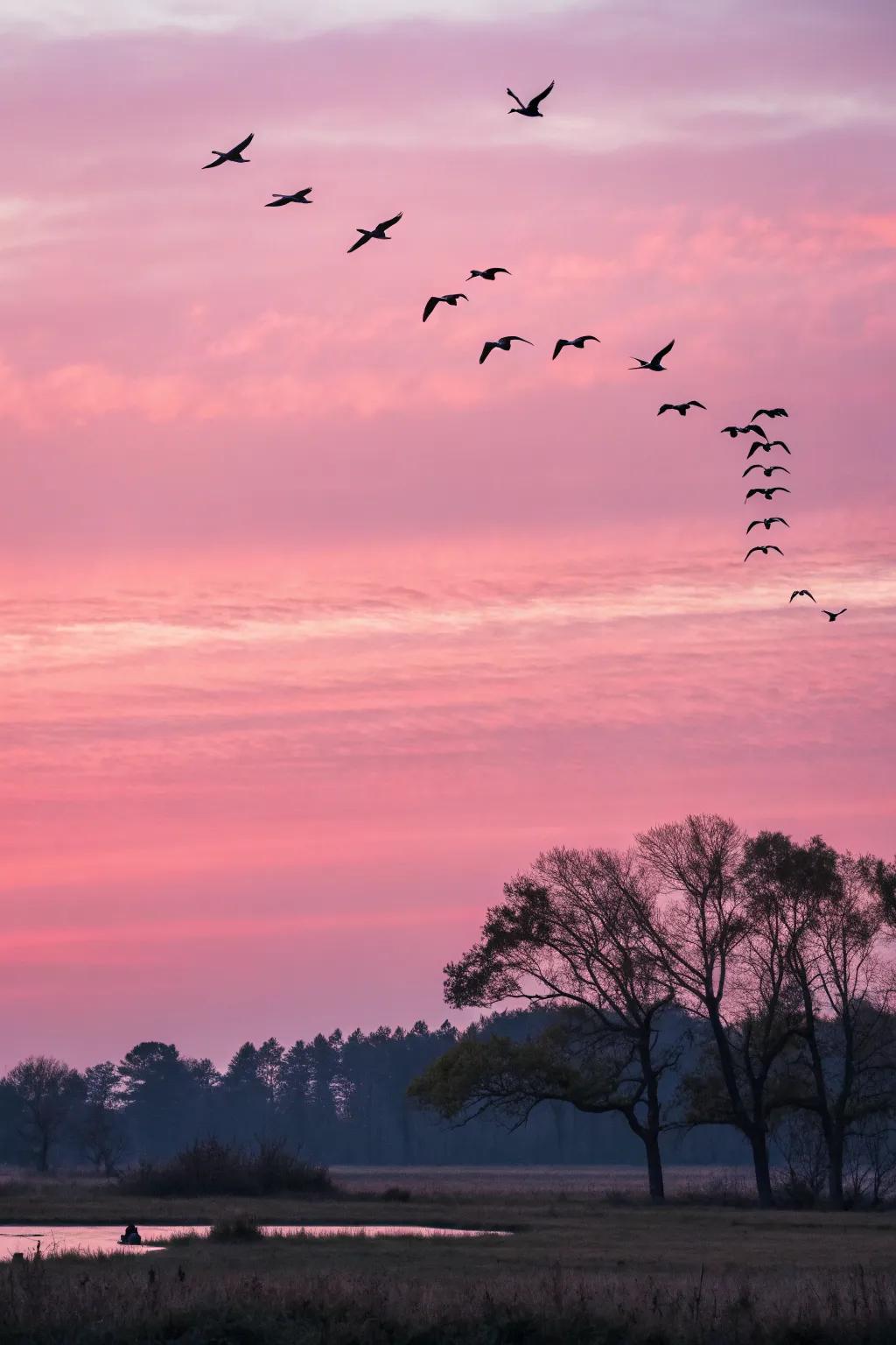 Dynamic artwork displaying birds soaring against a rosy horizon.