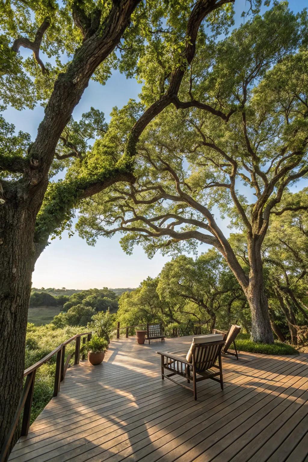 Shade trees introduce natural refinement and ease to your deck.