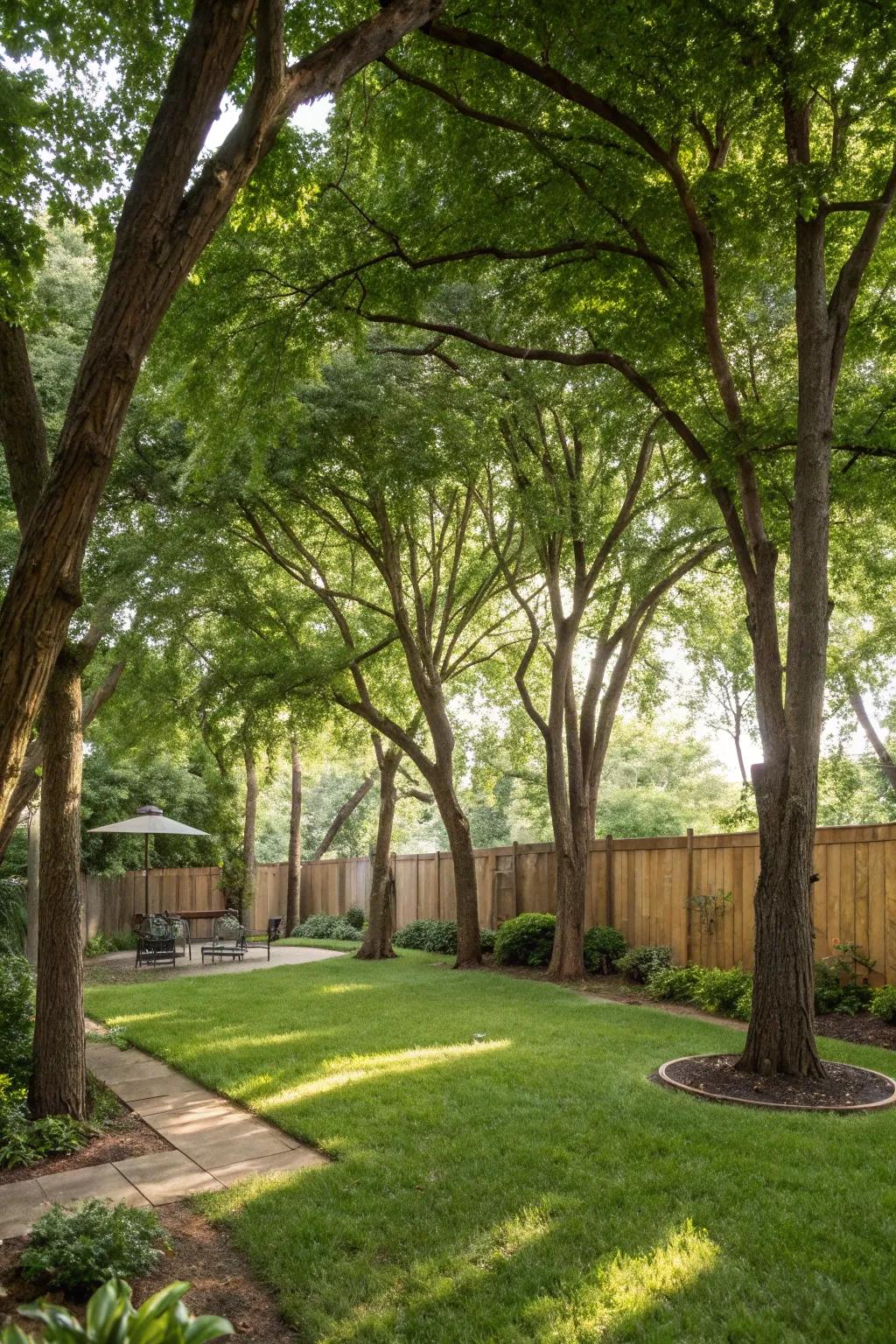 Quick-growing trees establish a natural barricade for your yard.