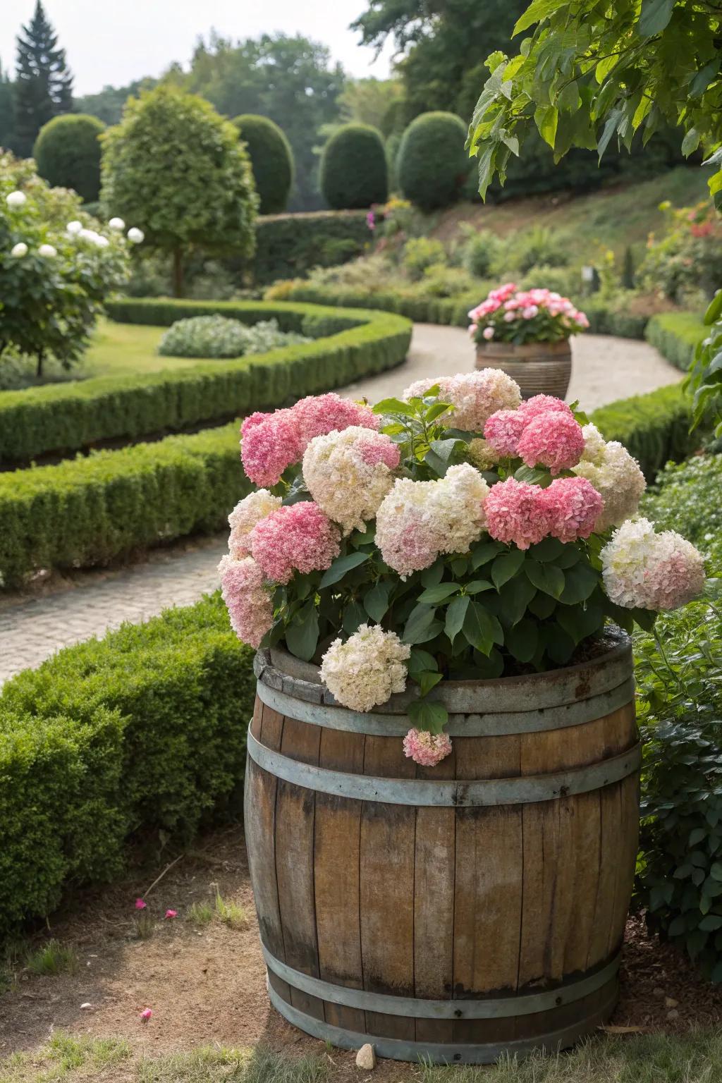 Full Snowball Blooms making a great display in an oak barrel.