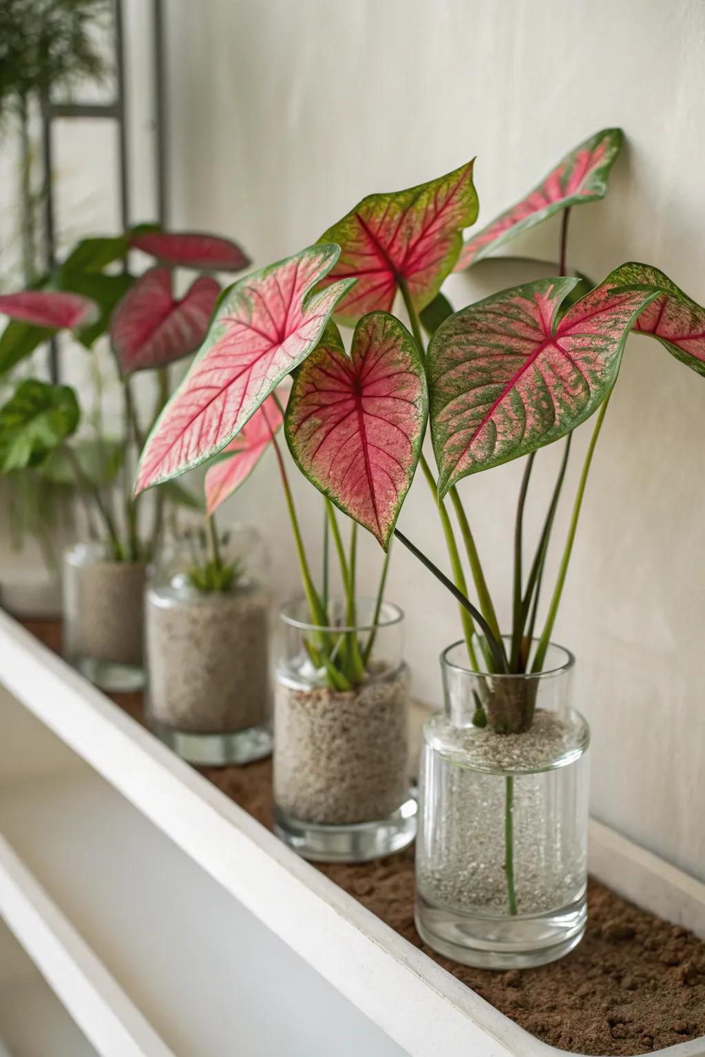 See-through vessels emphasize the allure of kaleidoscope plants' roots.