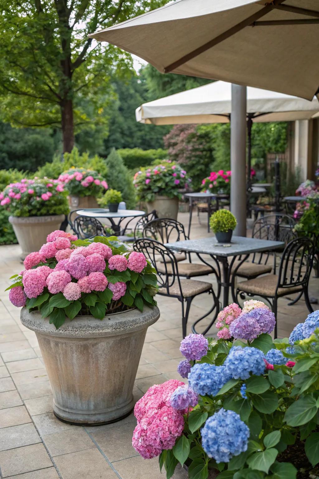 An attractive outdoor seating space encircled by hydrangeas in pots.