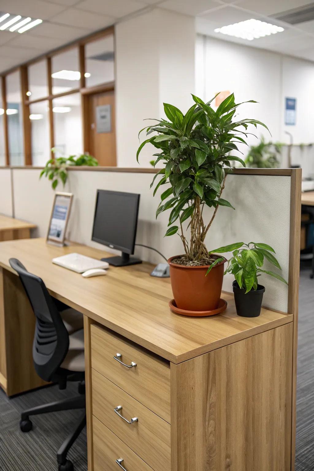 Natural accents, like wood and greenery, lift the office appearance.