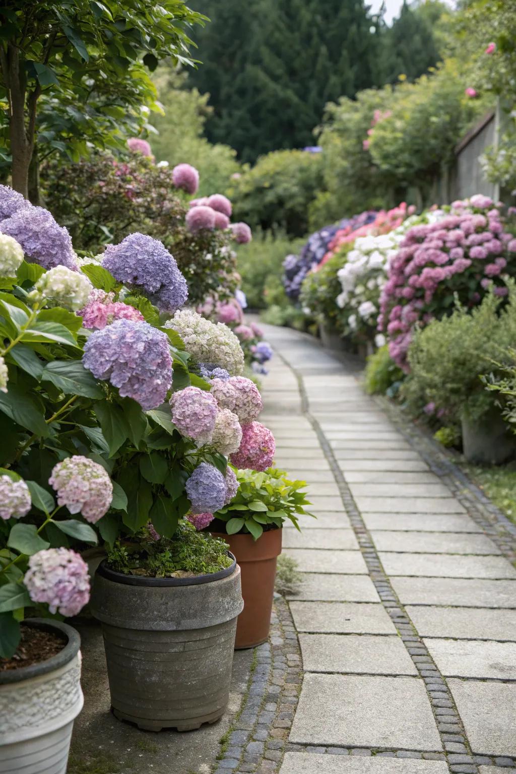 Garden pathway delightfully lined with hydrangeas in pots.