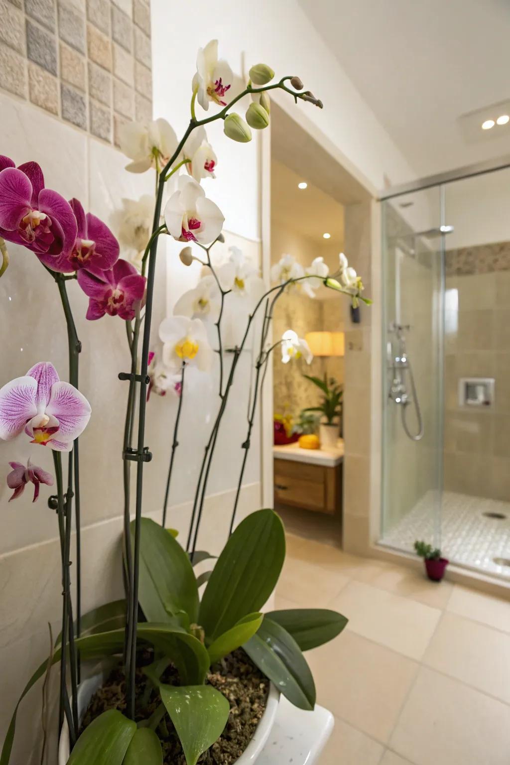 Orchids add a surprising elegance to your bathroom greenery.