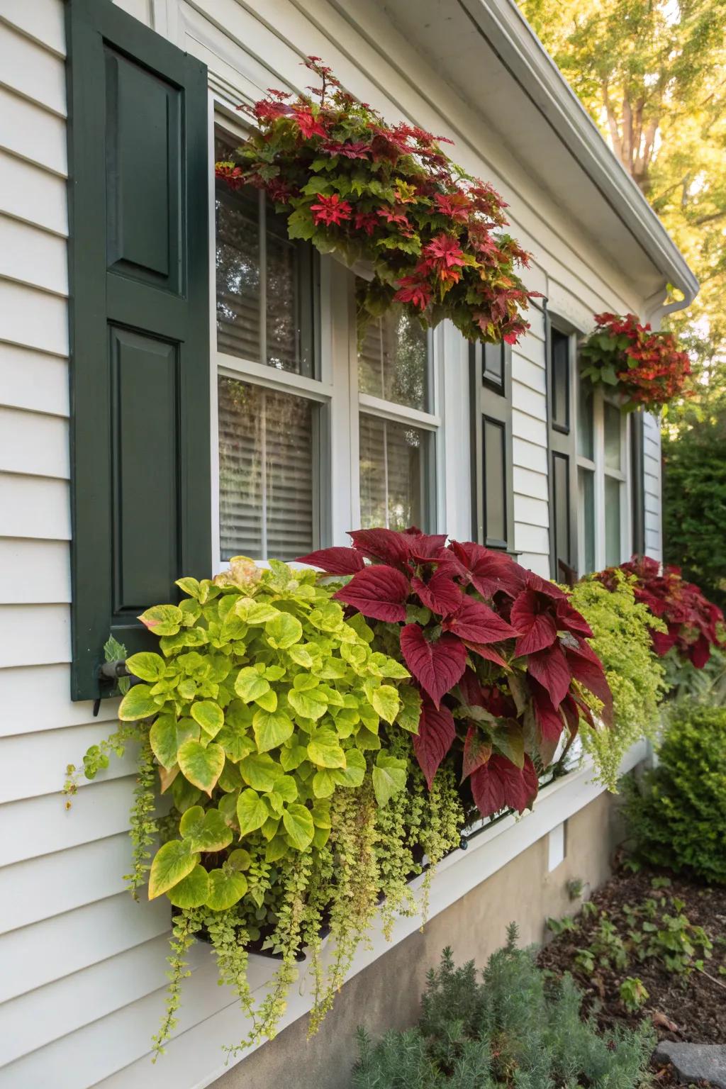 'Spectrum Leaf' plants enable seamless seasonal shifts within window boxes.