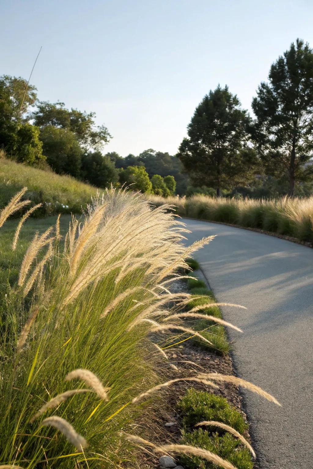 Ornamental grasses contribute motion and gentleness to the berm.