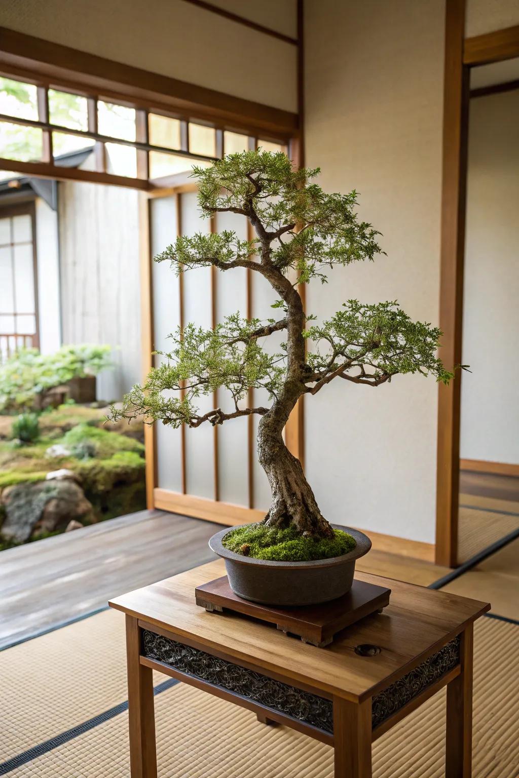 A Miniature Cedar presenting a tranquil focal point within the setting.