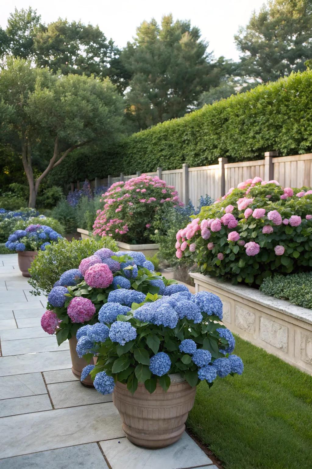 Garden bed smoothly enlarged through the inclusion of hydrangeas in pots.