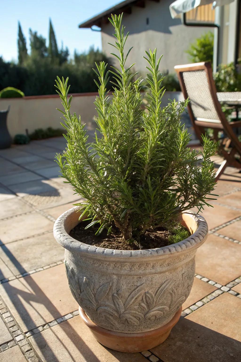 Evergreen Aroma thriving with resilient beauty in the sun.