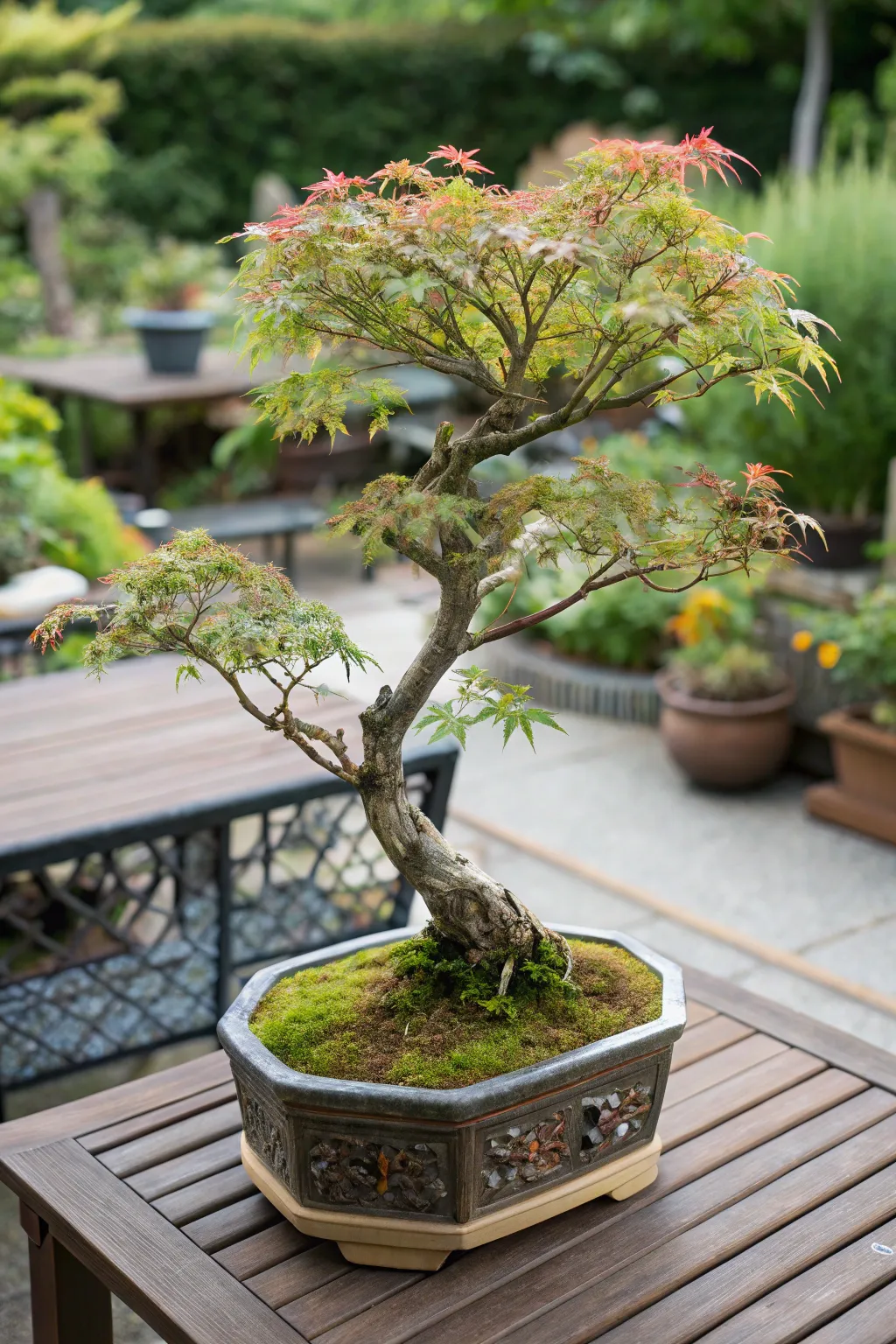 Stylish Displays for Maples in Outdoor Containers